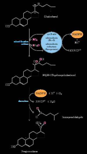 Cholesterol for Steroid Hormone Synthesis HD Wallpaper