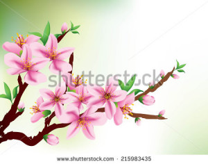 Background with pink cherry blossom - greeting or invitation card ...