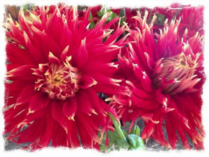 Henry Ellis | tedkennedywatson.com