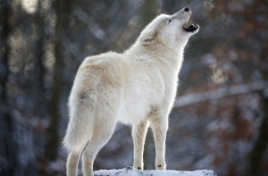 An Arctic wolf howls in Wolfspark Werner Freund, on January 24, 2013 ...
