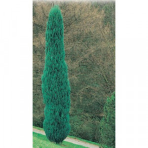 Product Code Juniperus Virginiana Skyrocket pot size 33cm