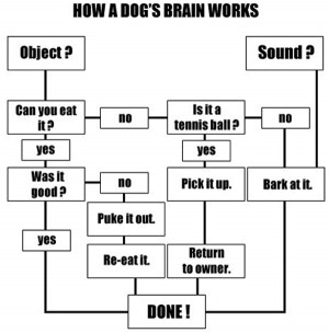 dog thought process dogs humor pets funny flowchart