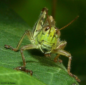 ... >> Insects & Spiders >> Grasshoppers > Funny Faced Grasshopper