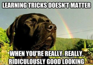 Ridiculously Good Looking Dog | Funny As Duck | Funny Pictures