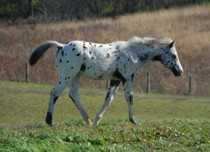 appaloosa quotes
