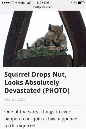 Squirrel Drops Nut, Looks Absolutely Devastated One of the worst ...