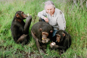 JEAN-MARC BOUJU/ASSOCIATED PRESS Jane Goodall observes chimpanzees in ...