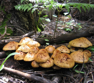 fungi kingdom examples