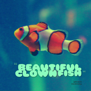 Quotes Picture: beautiful clown fish