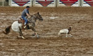 Calf Roping Quotes Roping action