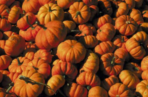 Great Pumpkin Varieties Site
