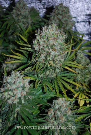 Love Marijuana Plants Life...