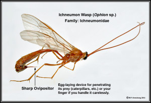 Ichneumon Wasp Sting Humans