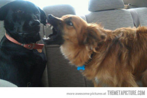 Funny photos funny dog yelling barking to dog