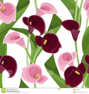 Seamless Pattern With Pink And Purple Calla Lilies On White ...