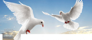 Tags: doves , freedom , peace , sky