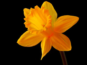 Images Daffodil