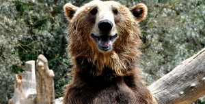Happy Bear