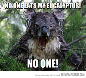 funny koala drinking water cute