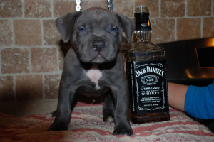 Dragons Pride Pitbulls Steel Dragon x Valkyrie litter 5weeks 5 days!!!