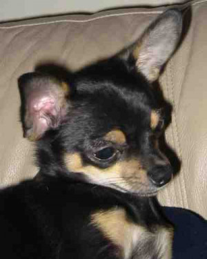 Chihuahua Puppy Picture...