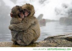 Cute Monkeys Kissing | monkeys