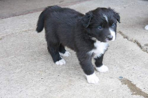 Australian Shepherd Puppies