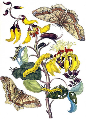 THE deBRY 39 S AND THE MERIANS