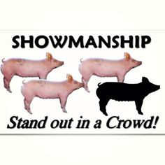 Showmanship, show pigs, stock shows