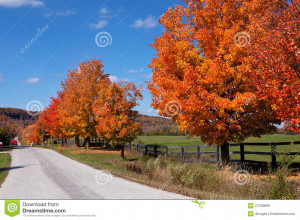 Autumn Country Road Picture