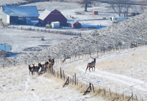 bull and cow elk,by barn
