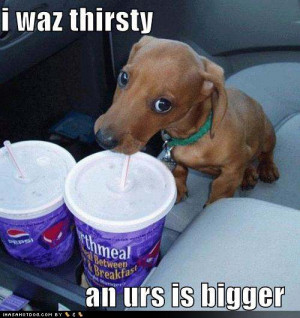 cute puppy loldog indubitably jpg 2 cute puppy pictures