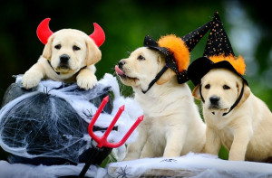 Guide Dog puppies wear Halloween costume