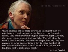 jane goodall more eating animal animal rightsvegan jane goodall quotes ...