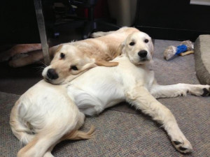 Works Highlight The Special