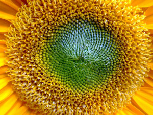 Sunflower Close Up Wallpapers