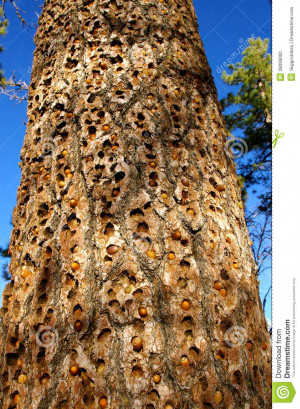Tree trunk filled with woodpecker holes, several are filled with nuts.