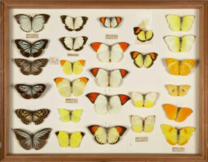 ... Darwin and collected thousands of species new to science Picture