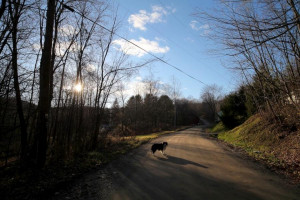 Coping With The Loss Panion