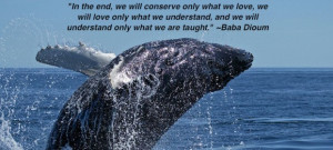 ... -whale_breach-by-matthew_hull-750w-with-quote-from-baba-dioum