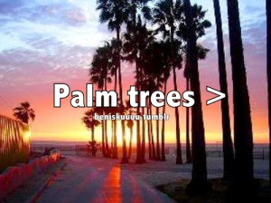 Palm trees >