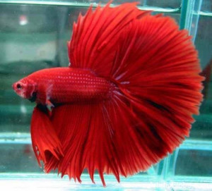 Betta fighter fish