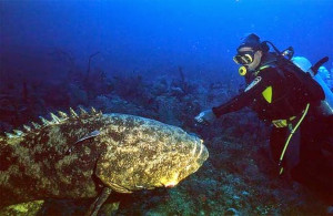 So, my tactic with conservation of apex predators is to get people ...