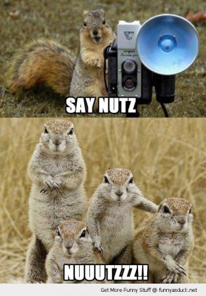 say nutz nuts cute squirrels animals taking family snap funny pics ...