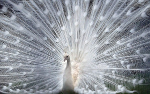... downloads 1502 tags white peafowl white peacock bird views 2835