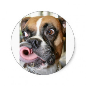 Funny Boxer Dog Round Stickers