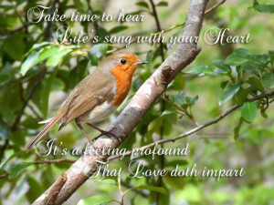 ... bird quotes the thorn birds quotes birds quotes and sayings tweety