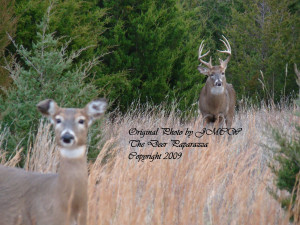 Doe Lady Josie in foreground in 2009, as she was being tended by King ...