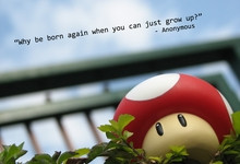 quote anon born again mushroom is for quote ...