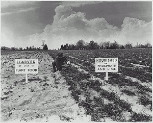 Tennessee Valley Authority test of the efficacy of fertilizer, 1942 ...